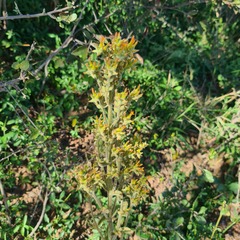Kalanchoe lanceolata
