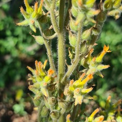 Kalanchoe lanceolata