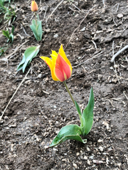 Tulipa zenaidae