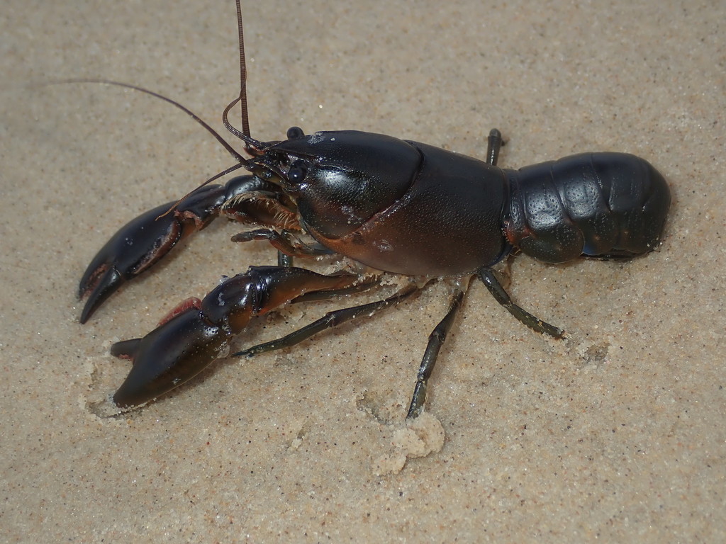 Cherax cuspidatus