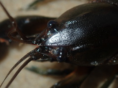 Cherax cuspidatus