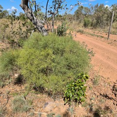 Euclea linearis