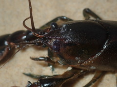 Cherax cuspidatus