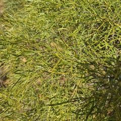 Euclea linearis