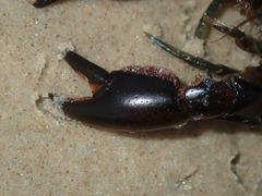Cherax cuspidatus