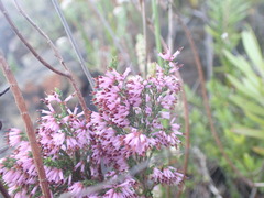 Erica uberiflora