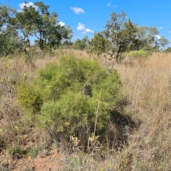 Euclea linearis