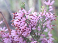 Erica uberiflora