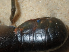 Cherax cuspidatus