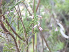 Erica uberiflora