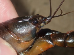 Cherax cuspidatus