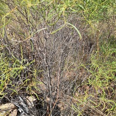 Euclea linearis