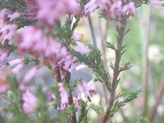 Erica uberiflora
