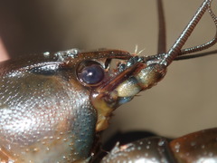 Cherax cuspidatus