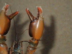 Cherax cuspidatus