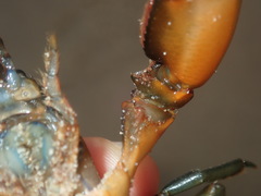 Cherax cuspidatus