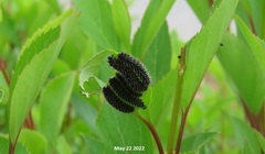 Apareophora forsythiae
