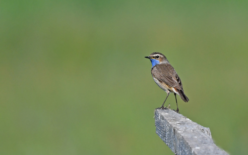 Ruiseñor pechiazul (Luscinia svecica)