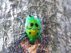 Heterorrhina sexmaculata