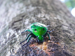 Heterorrhina sexmaculata