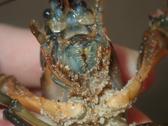Cherax cuspidatus
