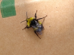 Bombus pratorum