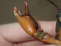 Cherax cuspidatus