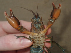 Cherax cuspidatus