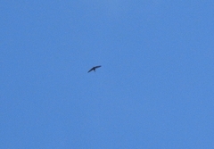 Hirundapus giganteus