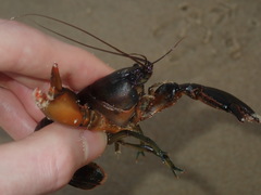 Cherax cuspidatus