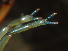 Cherax cuspidatus