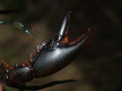Cherax cuspidatus