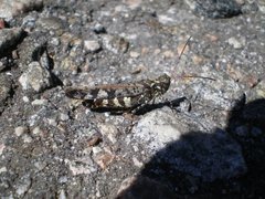 Spharagemon marmorata marmorata