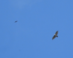 Hirundapus giganteus