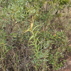 Gloriosa rigidifolia