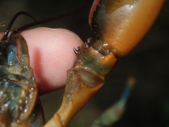 Cherax cuspidatus