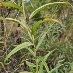 Gloriosa rigidifolia