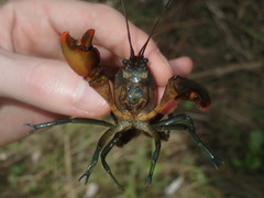 Cherax cuspidatus