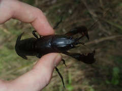 Cherax cuspidatus