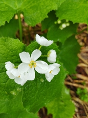 Diphylleia grayi