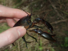 Cherax cuspidatus