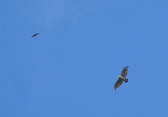 Hirundapus giganteus