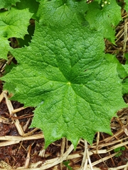 Diphylleia grayi