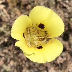 Calochortus superbus