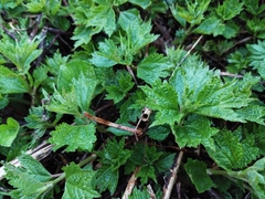 Boehmeria silvestrii