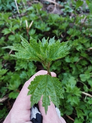 Boehmeria silvestrii