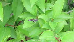 Apareophora forsythiae