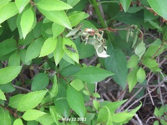 Apareophora forsythiae