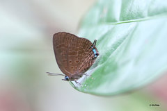 Arhopala agrata