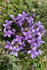 Gentianella campestris